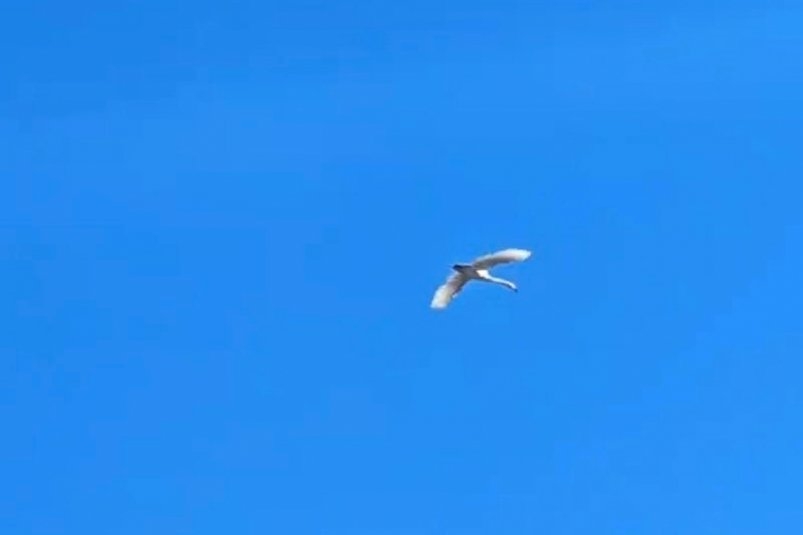 Здоровый лебедь сбежал из центра помощи животным на Ставрополье