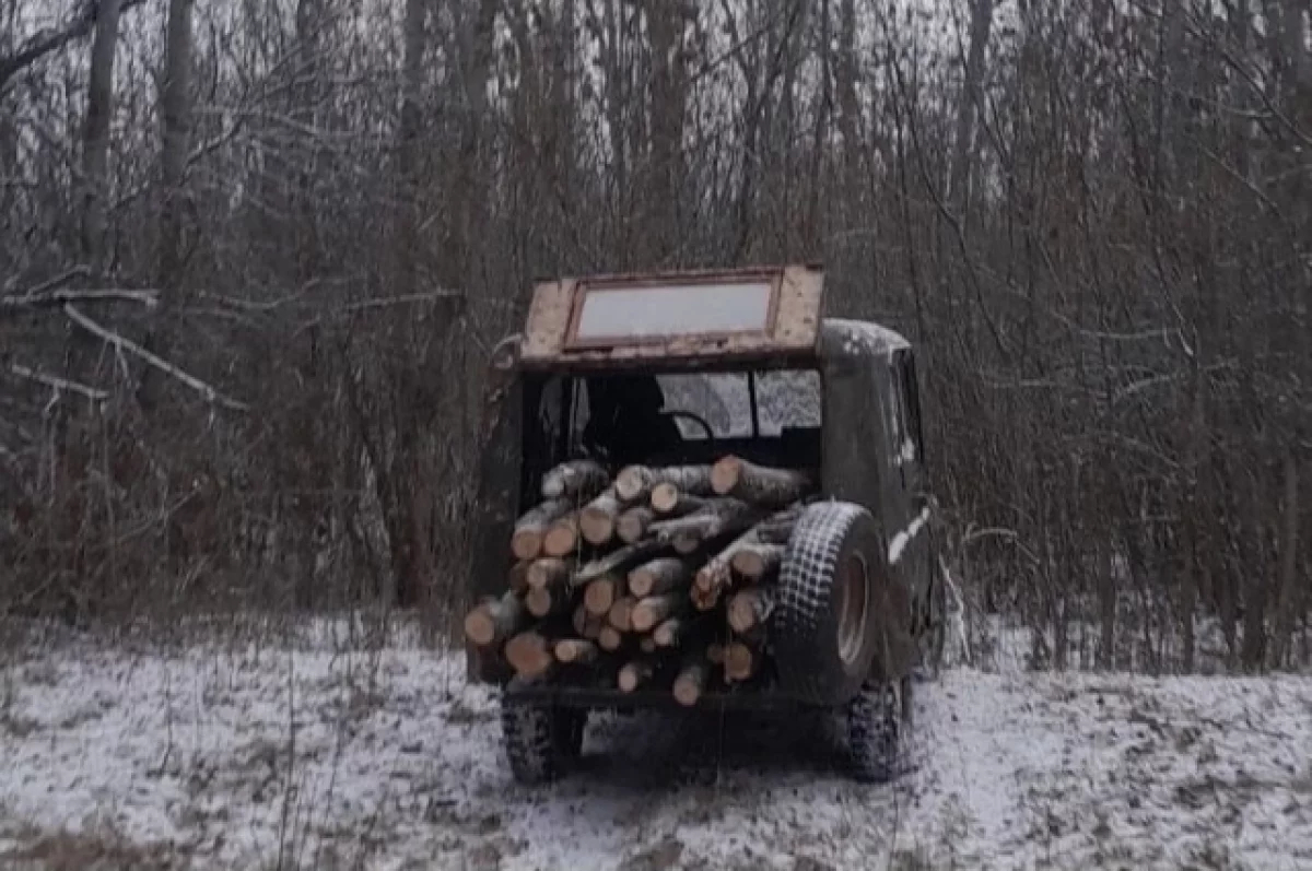 В Астраханской области местный житель вырубил ценный ясень на дрова