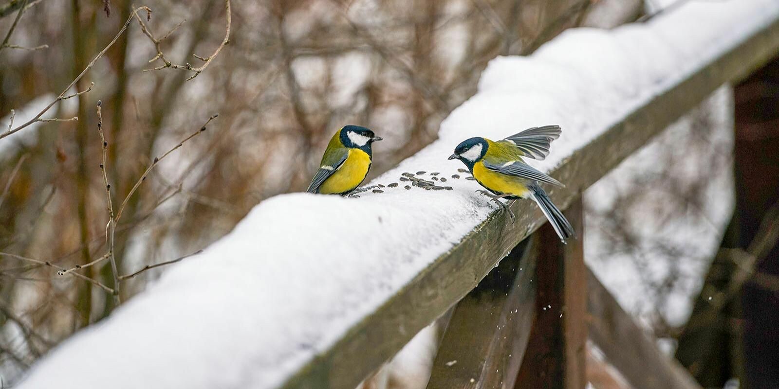 Жителям Москвы рассказали, чем можно кормить птиц