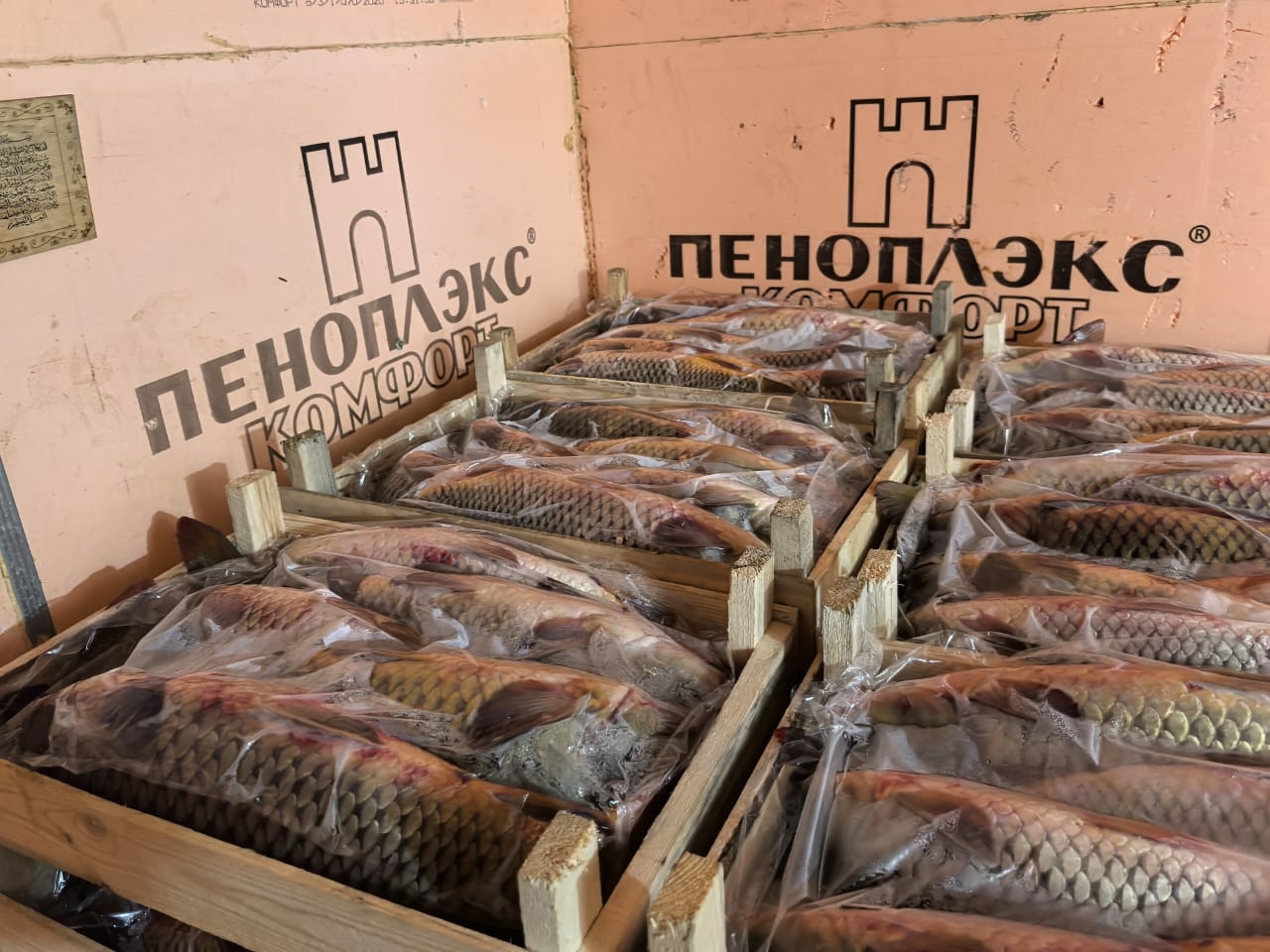 Под Астраханью незаконно хранили рыбу, которая может попасть под запрет