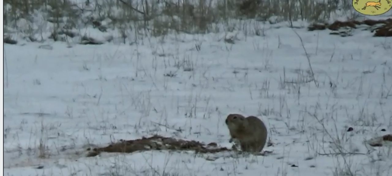 Суслики активизировались в астраханском заказнике
