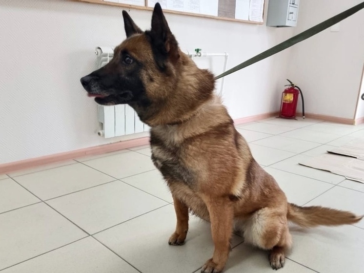 В Астрахани ищут хозяев для полицейской овчарки Габби