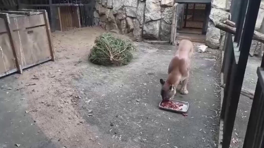 Пума Геркулес адаптируется к жизни в вольере Московского зоопарка