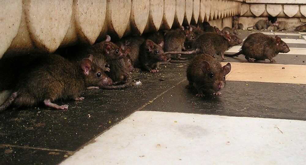 Жители Новой Москвы пожаловались на кишащий крысами магазин «Дикси»