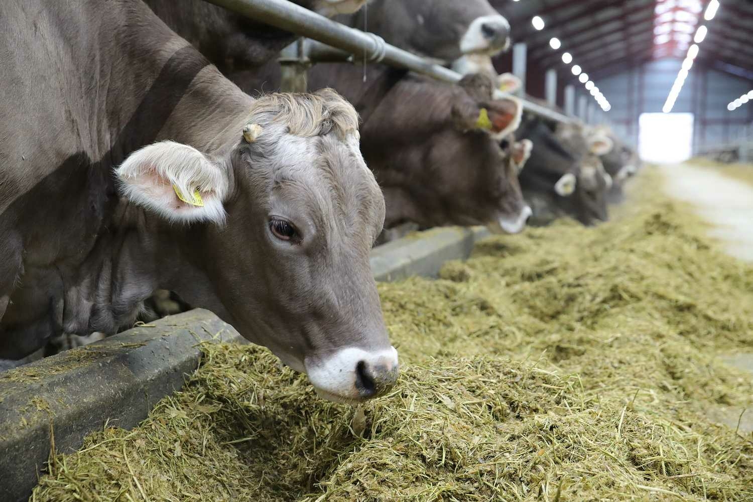 Продукцию донских аграриев планируют широко представить в сетевых магазинах