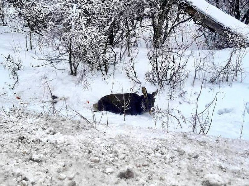 В Оренбургской области на трассе сбитый лось оставил водителя безнаказанным