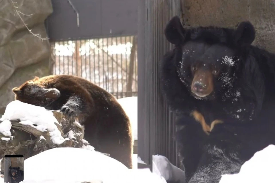 В Новосибирском зоопарке проснулись медведи после зимней спячки