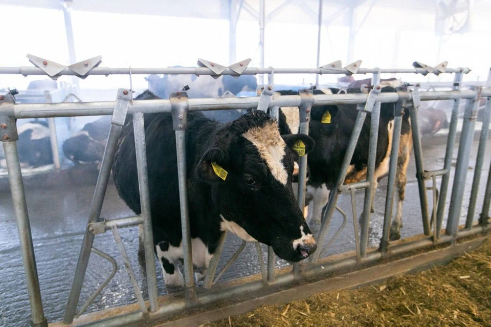 В Оренбуржье завершается зимовка скота