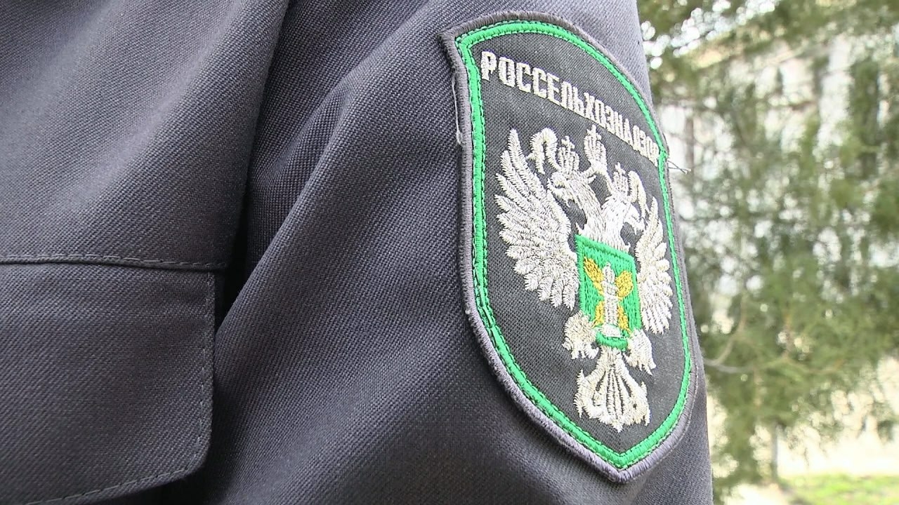 Из Астраханской области в Иран вывезли свыше 4 тысяч кубометров леса