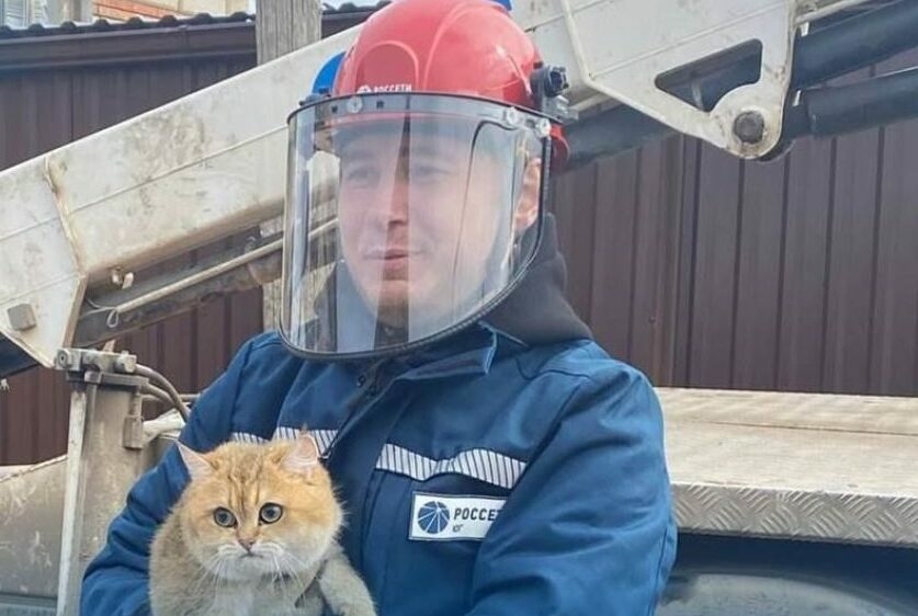 «Электрического» кота спасли в Астрахани