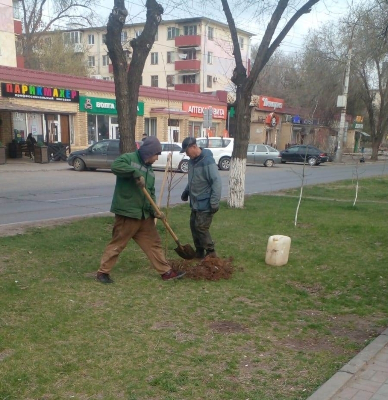 В Астрахани высаживают ясени и ели в рамках масштабного озеленения