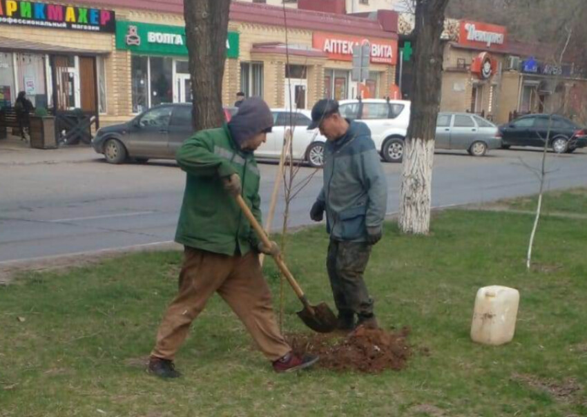 В Астрахани высадили новые деревья на месте уничтоженных вандалами