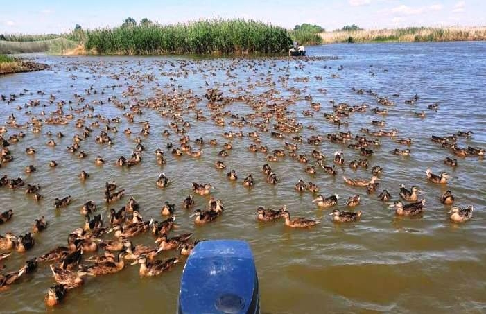 Тысячи крякв вернулись в природу Володарского района
