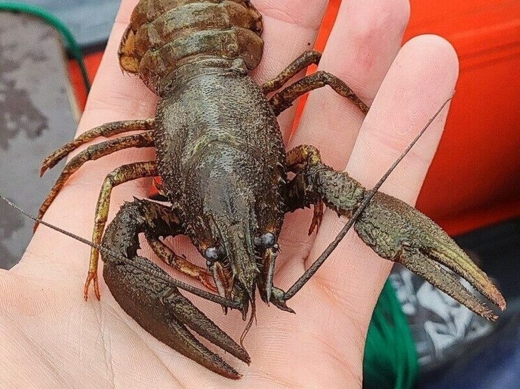 Ученые исследовали популяцию раков в водоемах Тюменской области