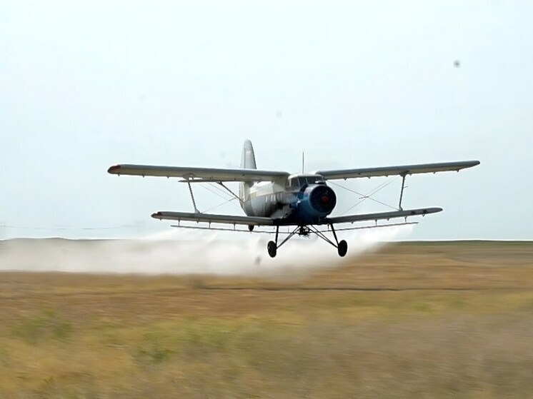 В Дагестане обработали более 24 тысяч гектаров полей от саранчи