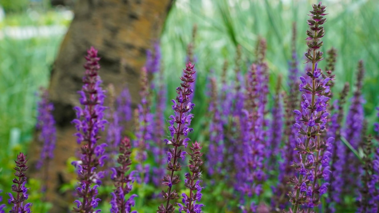 В Москве расцвели хосты и пионы