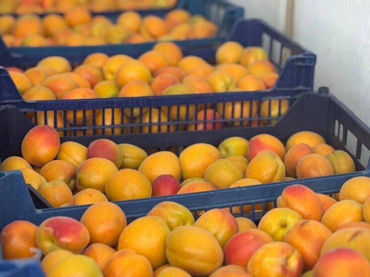 В Дагестане на базе консервного завода откроют хостел для агротуристов