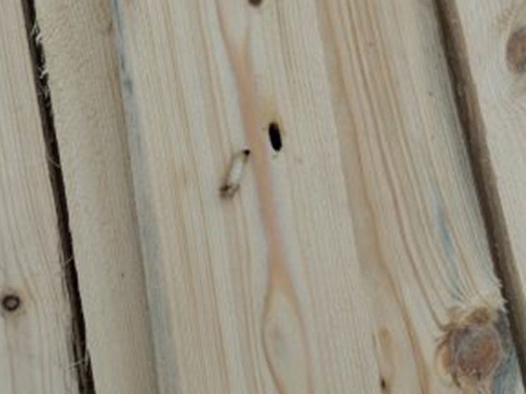 Россельхознадзор выявил зараженную древесину на экспорт в Свердловской области