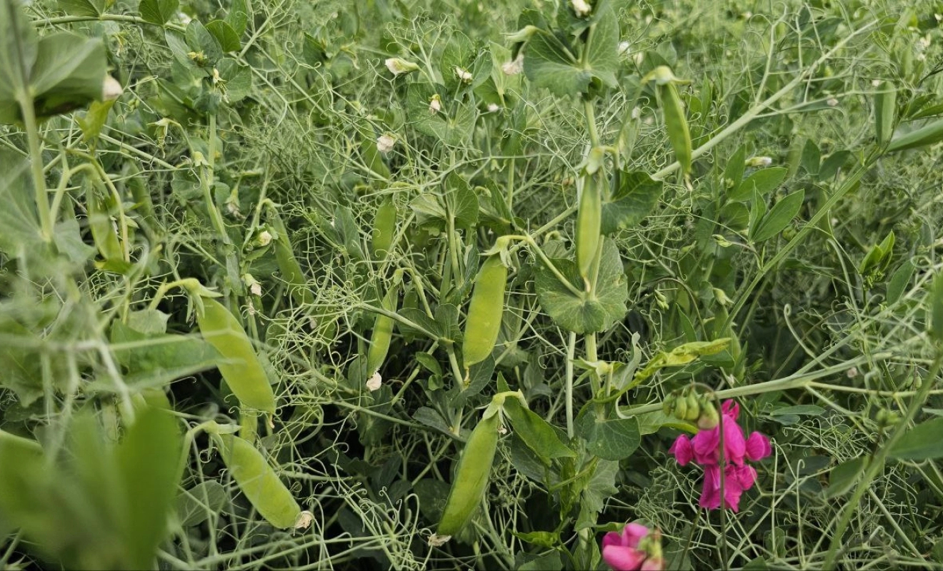 Аграрии Предгорного округа начали сбор гороха