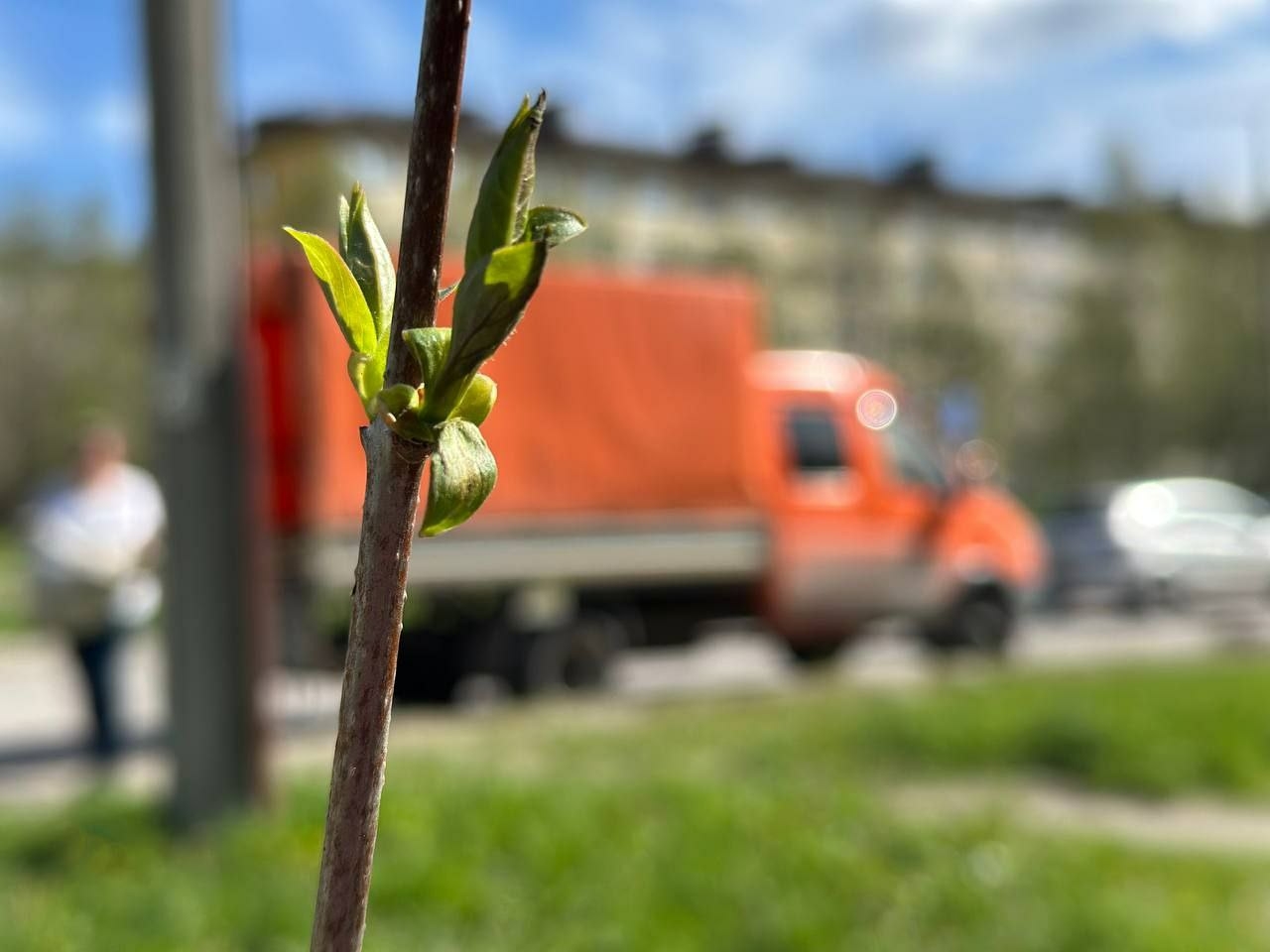 В Апатитах провели озеленение улицы Бредова
