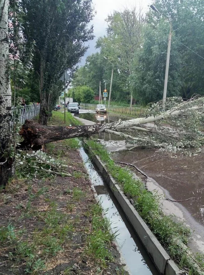 Шторм повалил деревья и оставил без света десятки домов в Омске