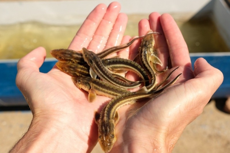 В Астраханской области выпустили более 500 тысяч осетров в реку