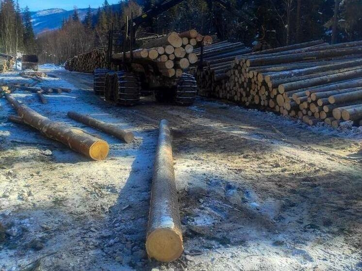 В Хакасии подвели итоги аукциона по аренде лесных участков