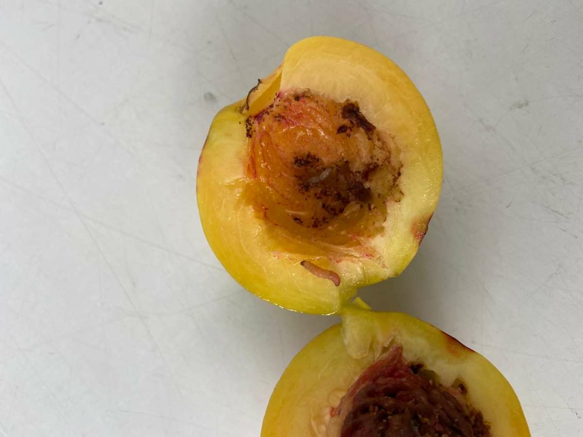 В Дзержинске выявили 21 тонну опасных нектаринов