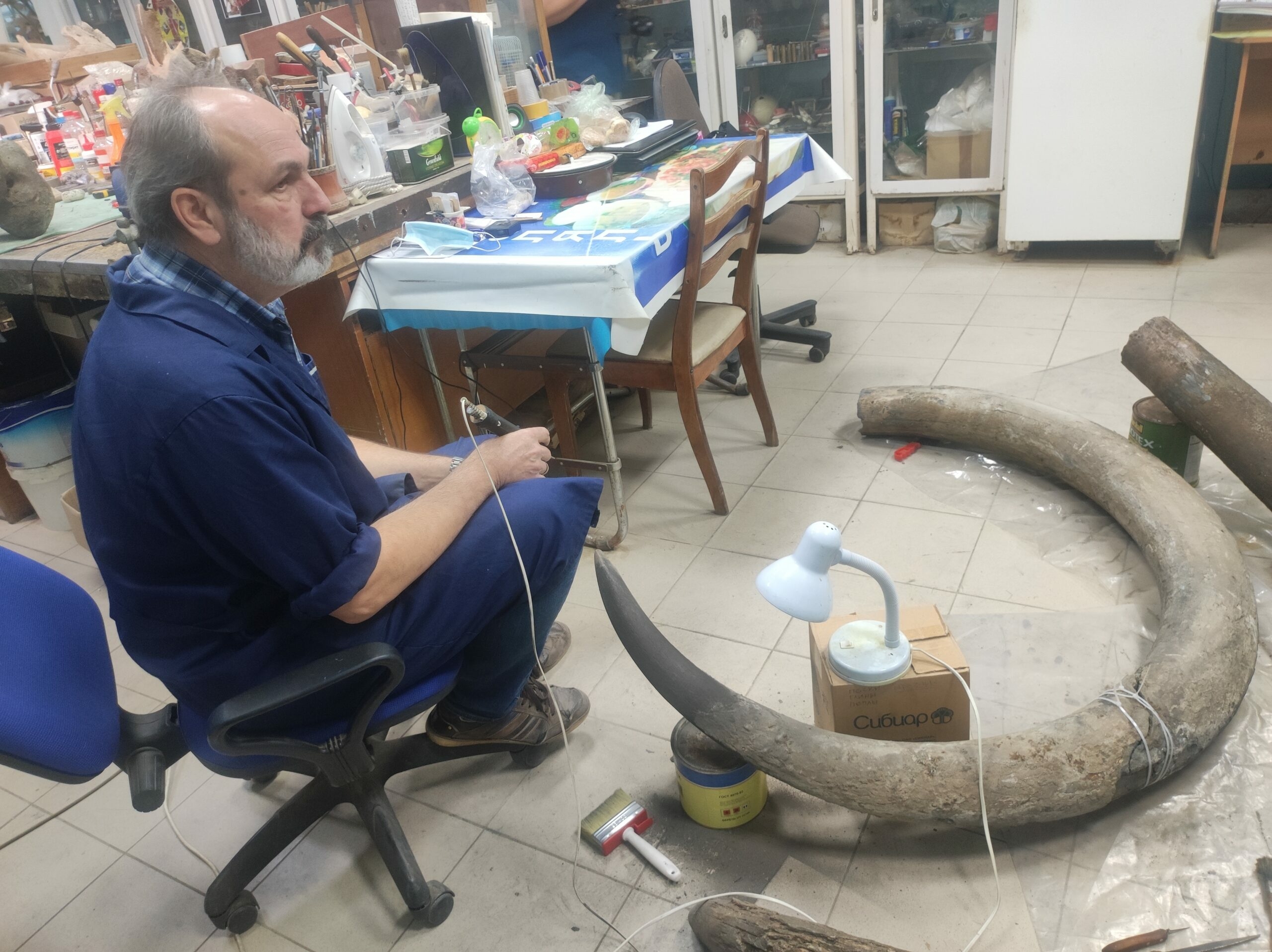 В Астрахани найдены бивни хазарского слона длиной более трех метров