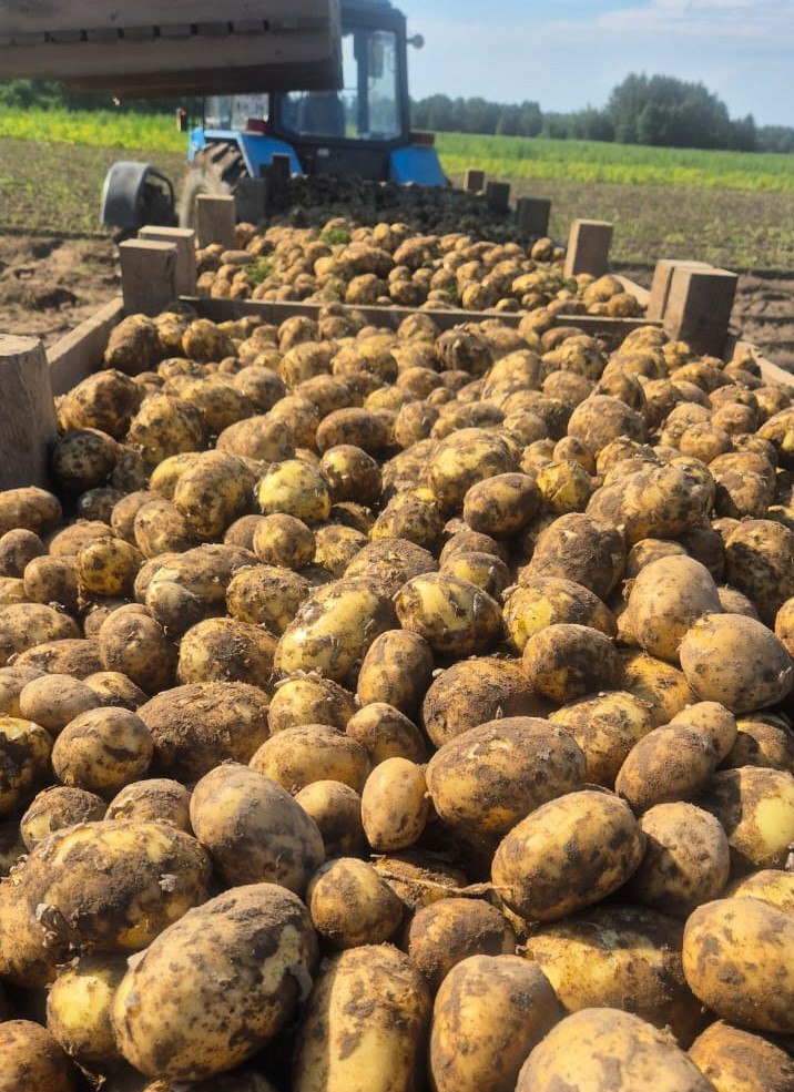 В магазины Калининграда начали поставлять картофель местного производства
