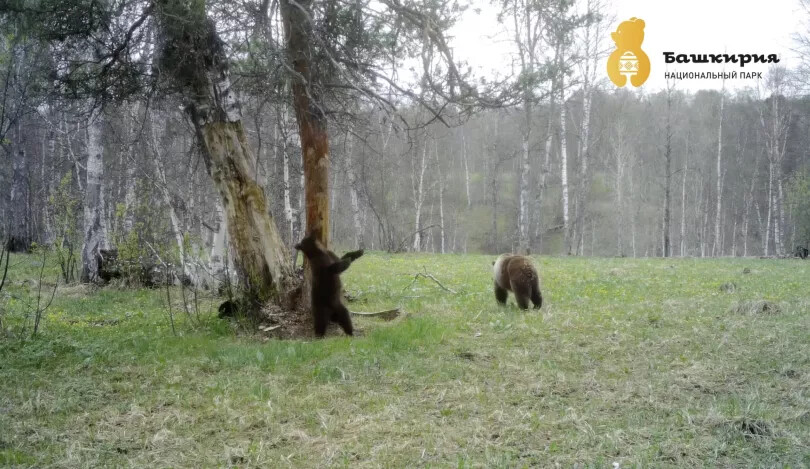 В Башкирии семейство медведей попало на видео во время прогулки по лесу