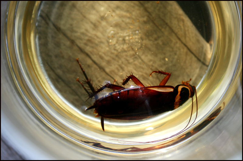 Как вывести тараканов народными средствами