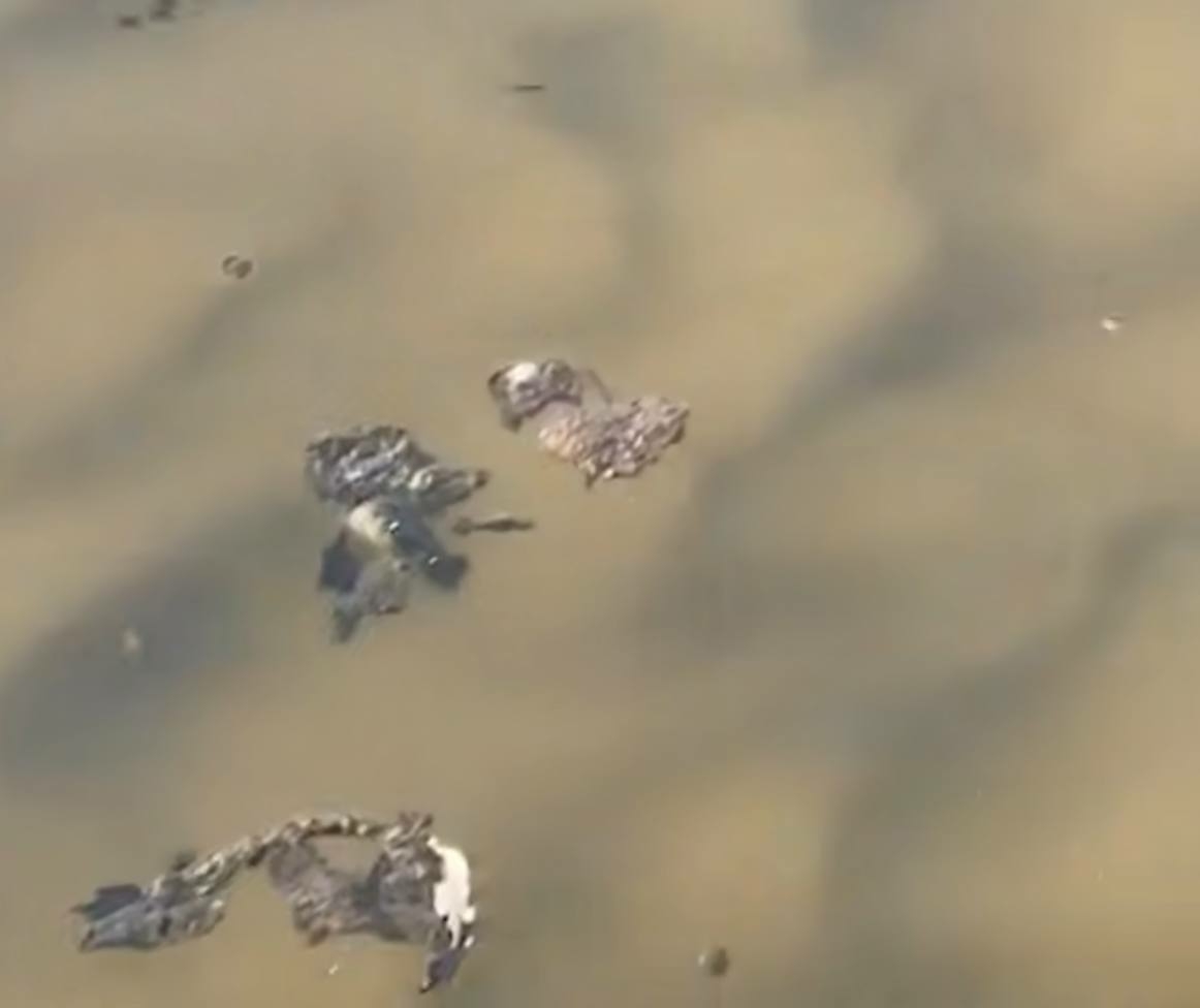 Купальный сезон с ароматом: в Приморье заподозрили слив фекалий в море