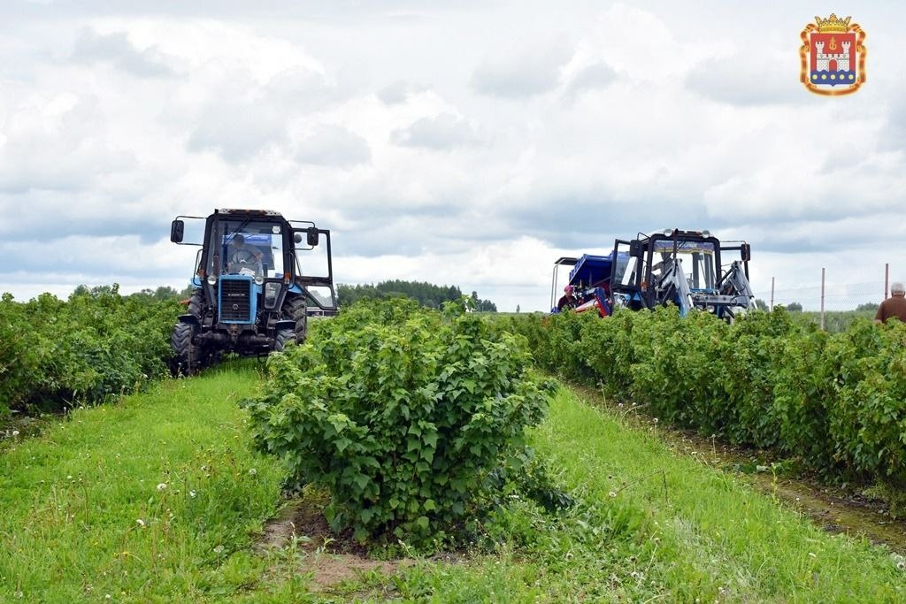 В Калининградской области стартовал прием заявок в «Школу фермера»