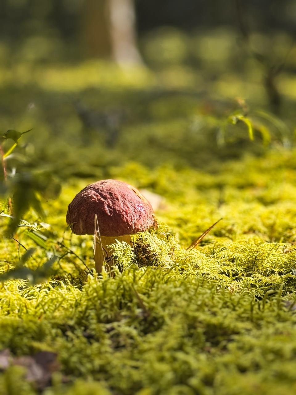 На Новгородчине в Валдайском национальном парке начался грибной сезон