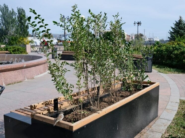 В Астрахани началась осенняя высадка кустарников на набережной