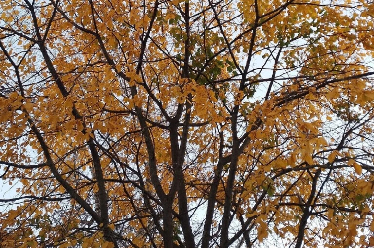 Первый снег может выпасть в Вологодской области уже на этой неделе