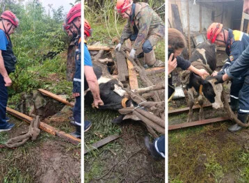 Спасатели вытащили теленка из глубокого колодца под Кемеровом