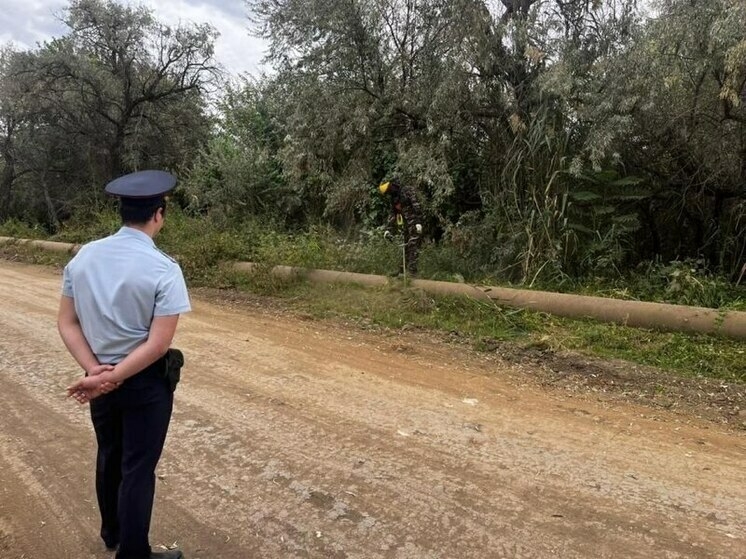 В Астрахани уничтожили коноплю на площади в Тополиной роще и других районах