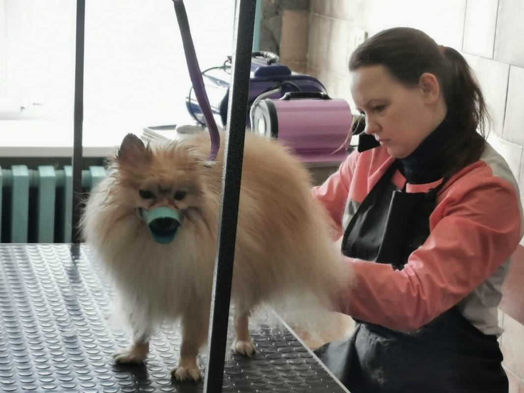 В Вологодской области прививки от бешенства получили около 17 тысяч животных