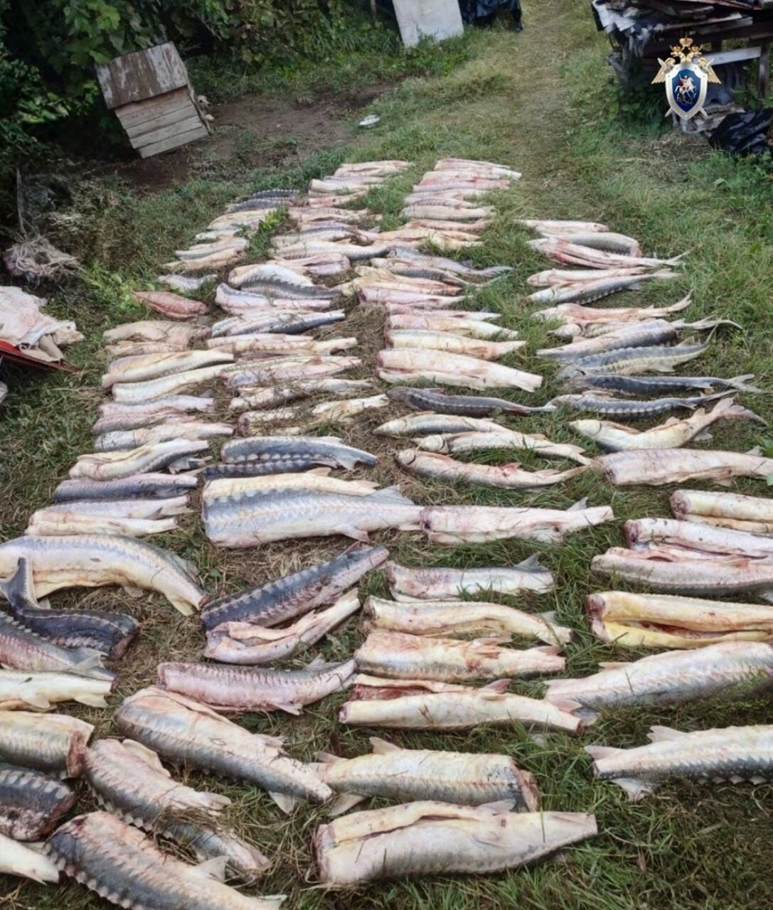 Под Астраханью задержали браконьеров с уловом 168 краснокнижных осетров