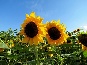 Фото