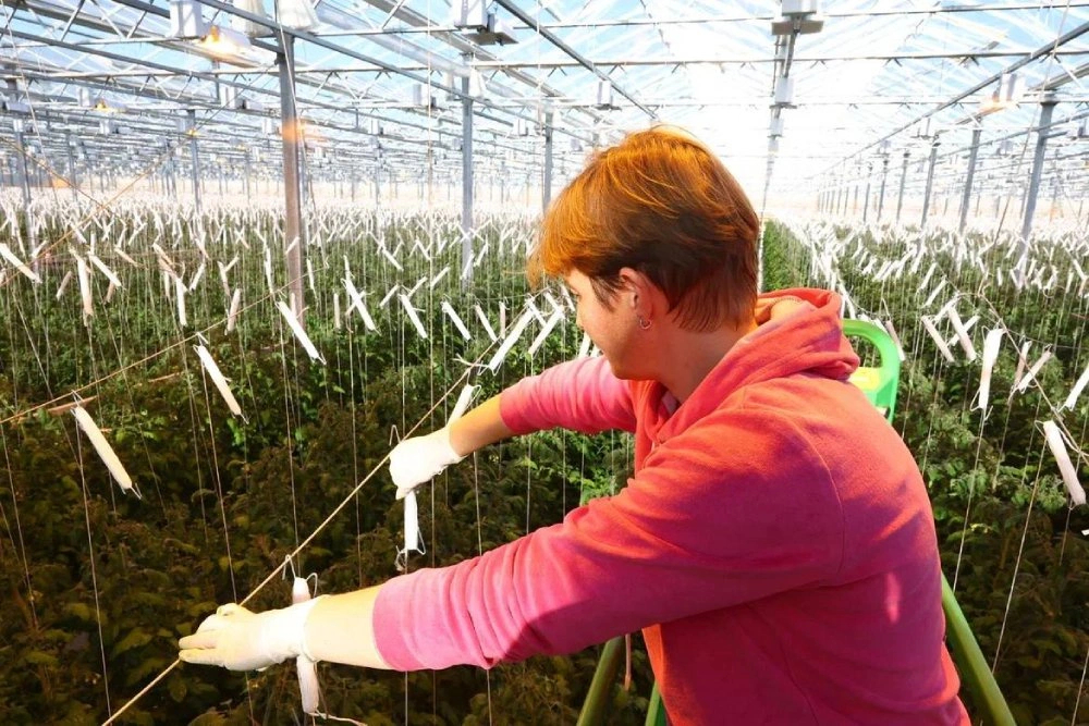 В Астраханской области готовятся к запуску новых предприятий с рабочими местами