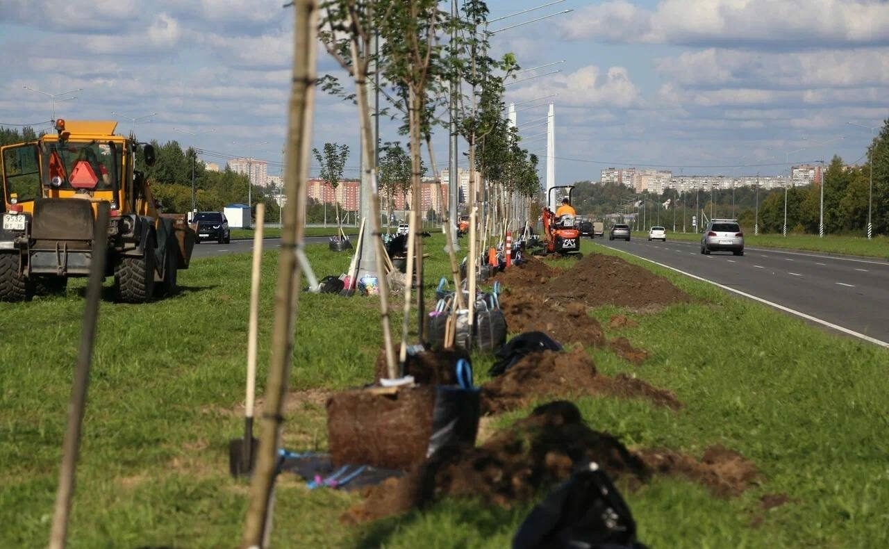 В Череповце на Южном шоссе высадили еще 120 остролистных кленов