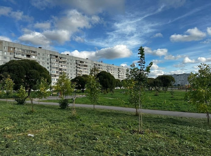 Во Фрязиновском парке Вологды высадили 20 новых остролистных кленов