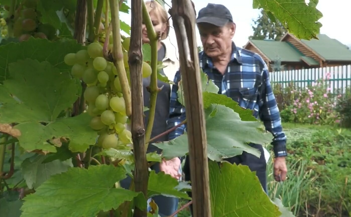 Евгений Молодняков сообщил об успешном выращивании винограда в Саяногорске