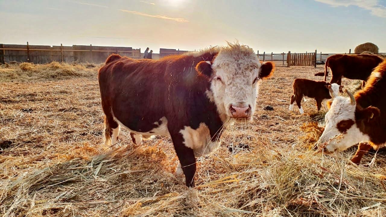 В Камызякском районе Астраханской области открылись 25 новых фермерских хозяйств
