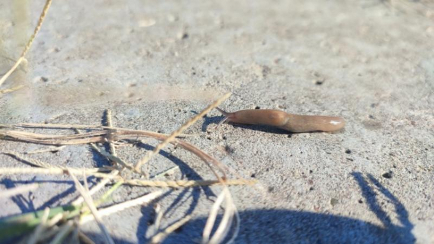 В Астраханской области появились необычные животные