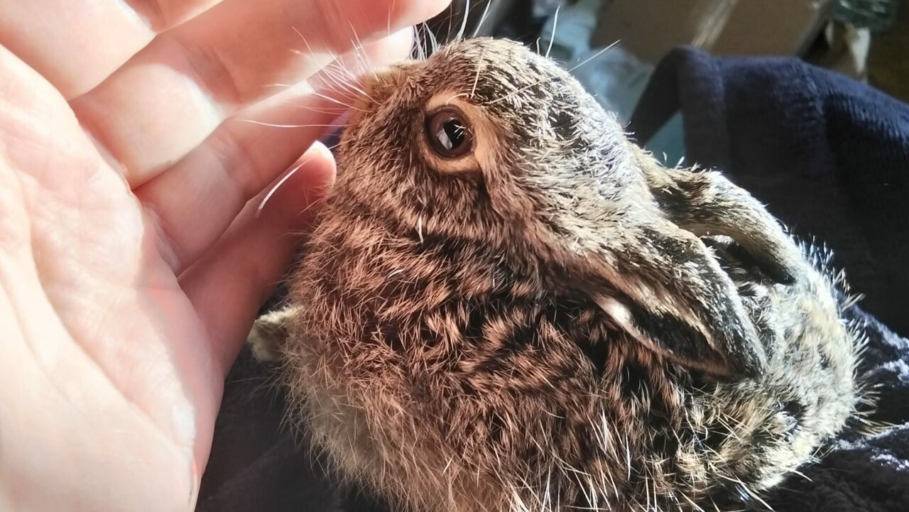 В Туле спасли новорожденного зайчонка с обезвоживанием и вздутием живота