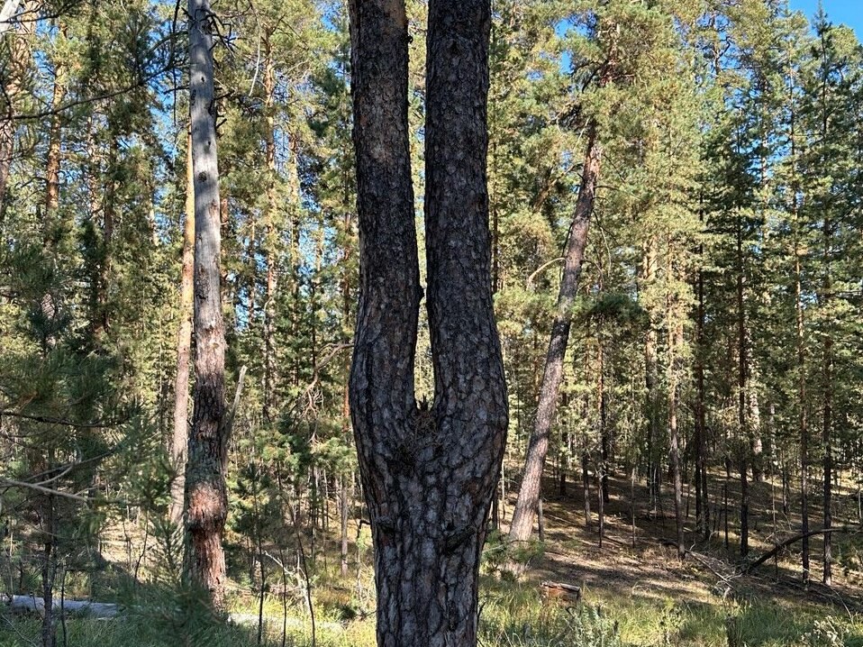 В Оренбургской области выросла редкая сосна с двумя параллельными стволами